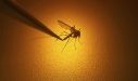 Chikungunya - Moustique 